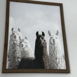 Llama Wall Art