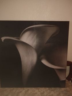 Calla Lily Art