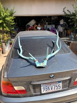 Painted Deer Antlers Shed Mount