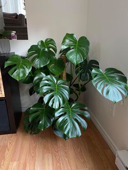 Lush Monstera deliciosa  Swiss cheese plant wide leaf/ indoor plant/ house plant/ flower patio garden