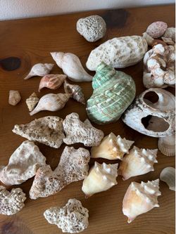 Mixed Seashell and Coral Collection