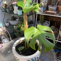 Monstera Plant In Beautiful Monstera Large Pot 