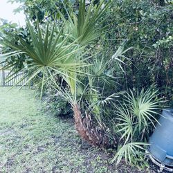 Saw Palmetto plants  $125.00 EACH, CASH, TEXT FOR PRICES. 