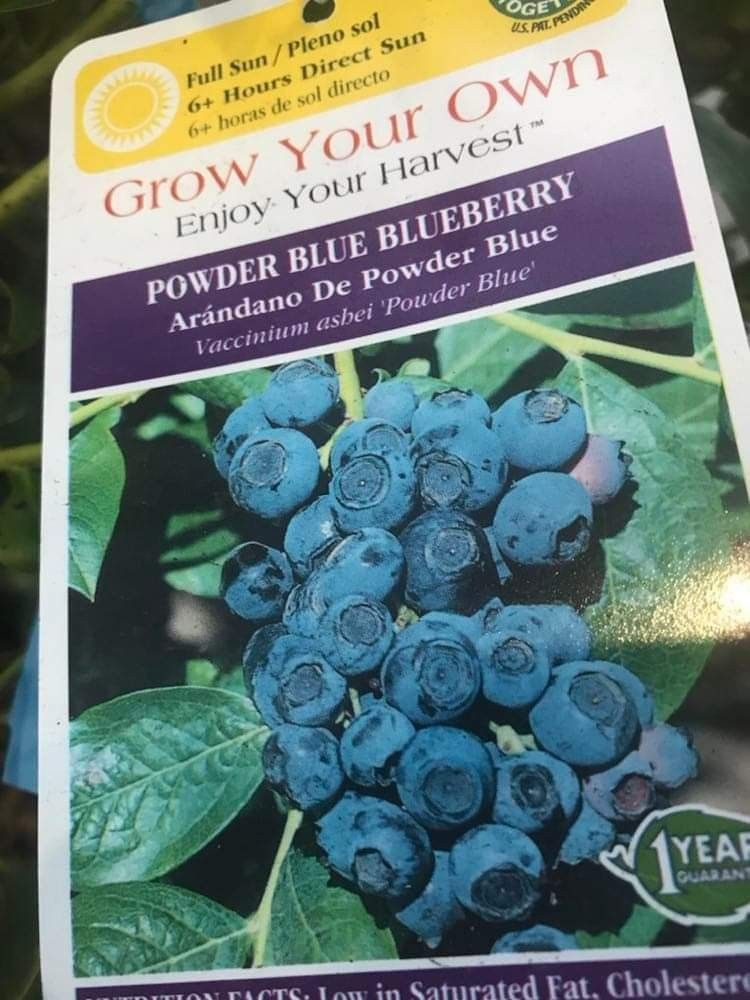 Jersey Blueberry Seedling Plant 1ft Ready To Plant
