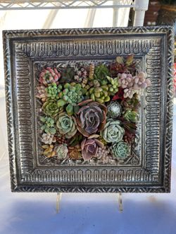 Mother’s day Succulent arrangement
