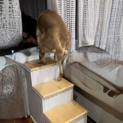 Dog Stairs