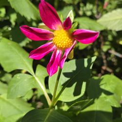 Dahlia Plants Single Pink $5 Each