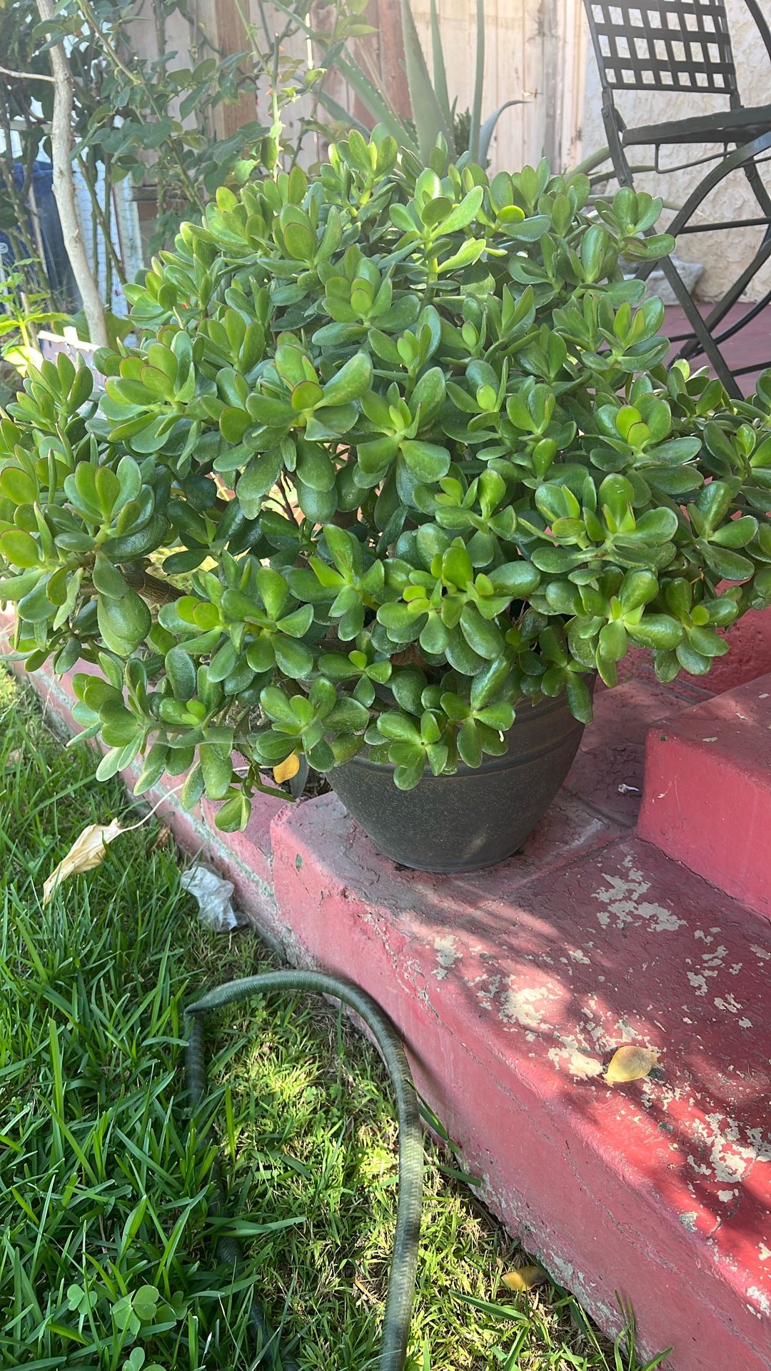 Plant Plants