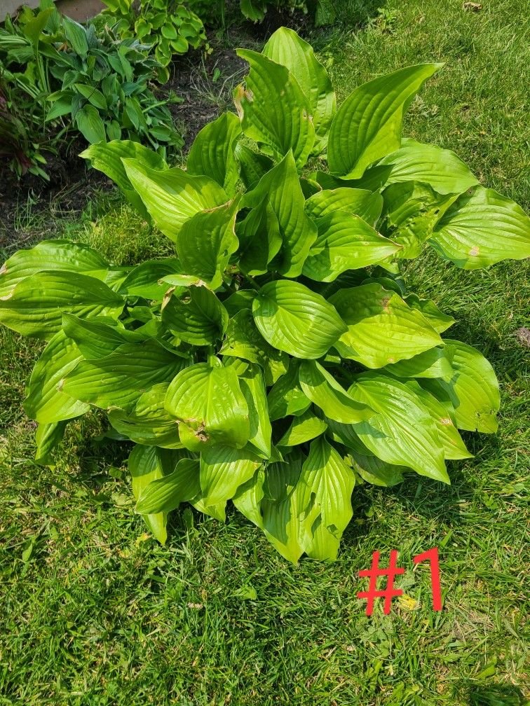 Plant Sale