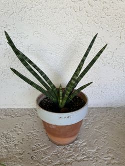 Funky Succulent