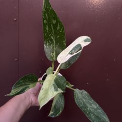 4” Philodendron Jose Buono 