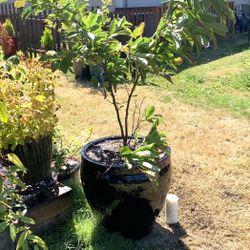 Live outdoor Waterlily (Stellata) Star Magnolia tree plant in a ceramic planter pot—firm price