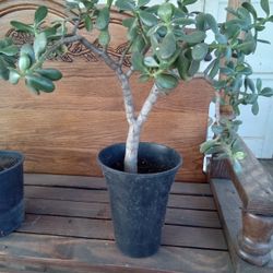 Jade Plant 10 Each Or 2 For 15