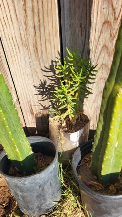 Crassula Tetragona Plant
