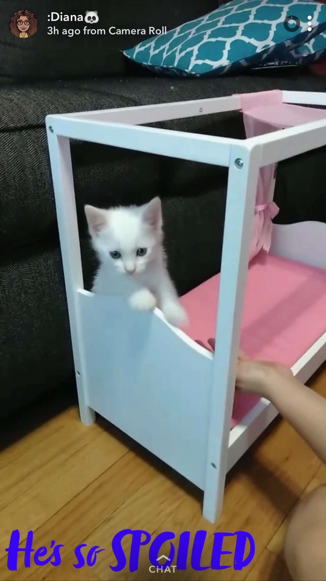 White kittens