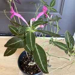 Monkey Plant Ruellia 