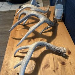 Deer Antler Sheds