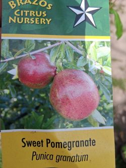 Granadas dulces $60 cada una