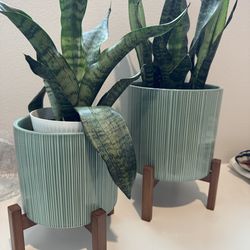 Snake plants with planter