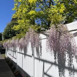 Wisteria Plants