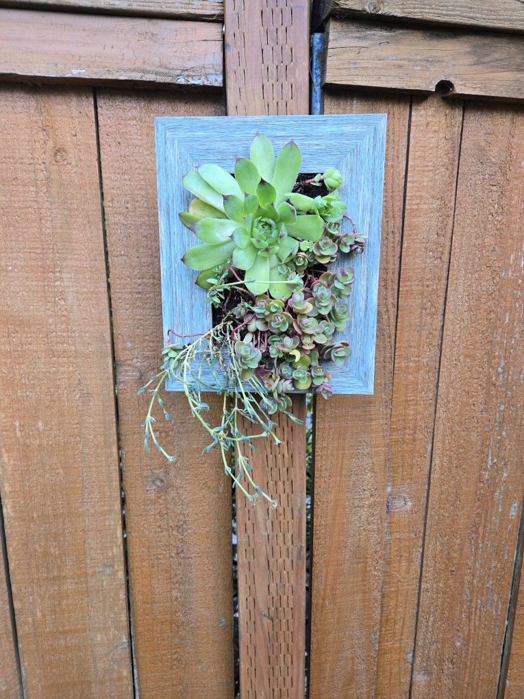 Hanging Succulents Planter