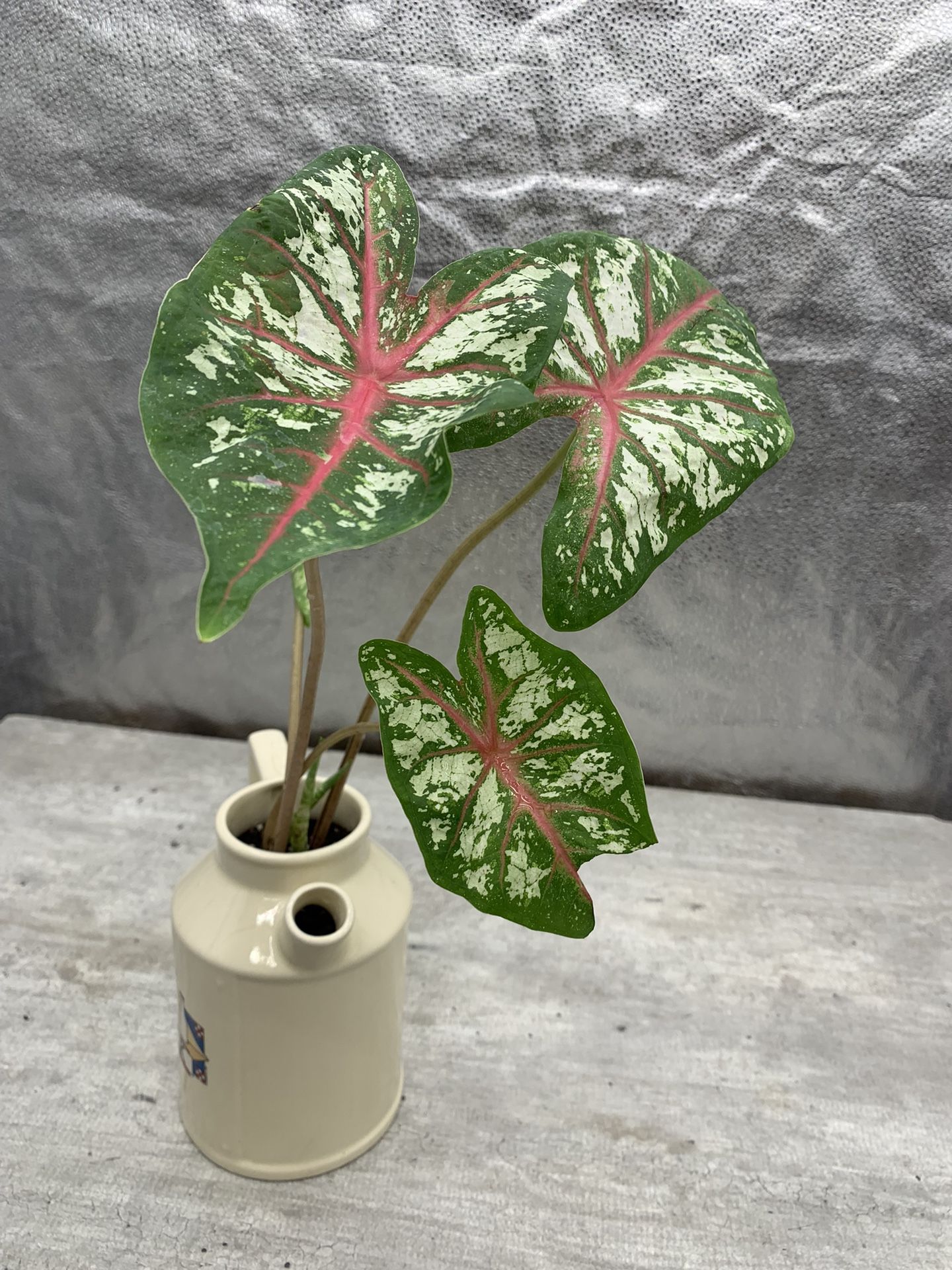 Caladium Houseplant Live Plant Home Decor