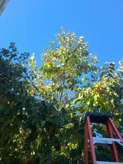 0rganic Persimmons
