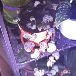 String Of Hearts $1 Per Node Cuttings