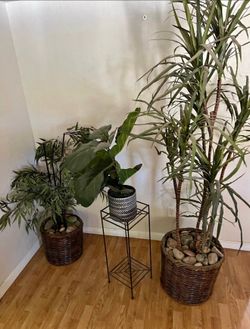 Artificial Plants all for $40