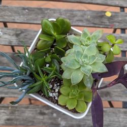 Beautiful succulent arrangements In a White pot 
