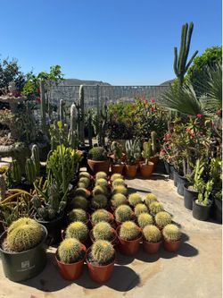 Wide variety of cactus and succulents plants