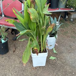 Planta