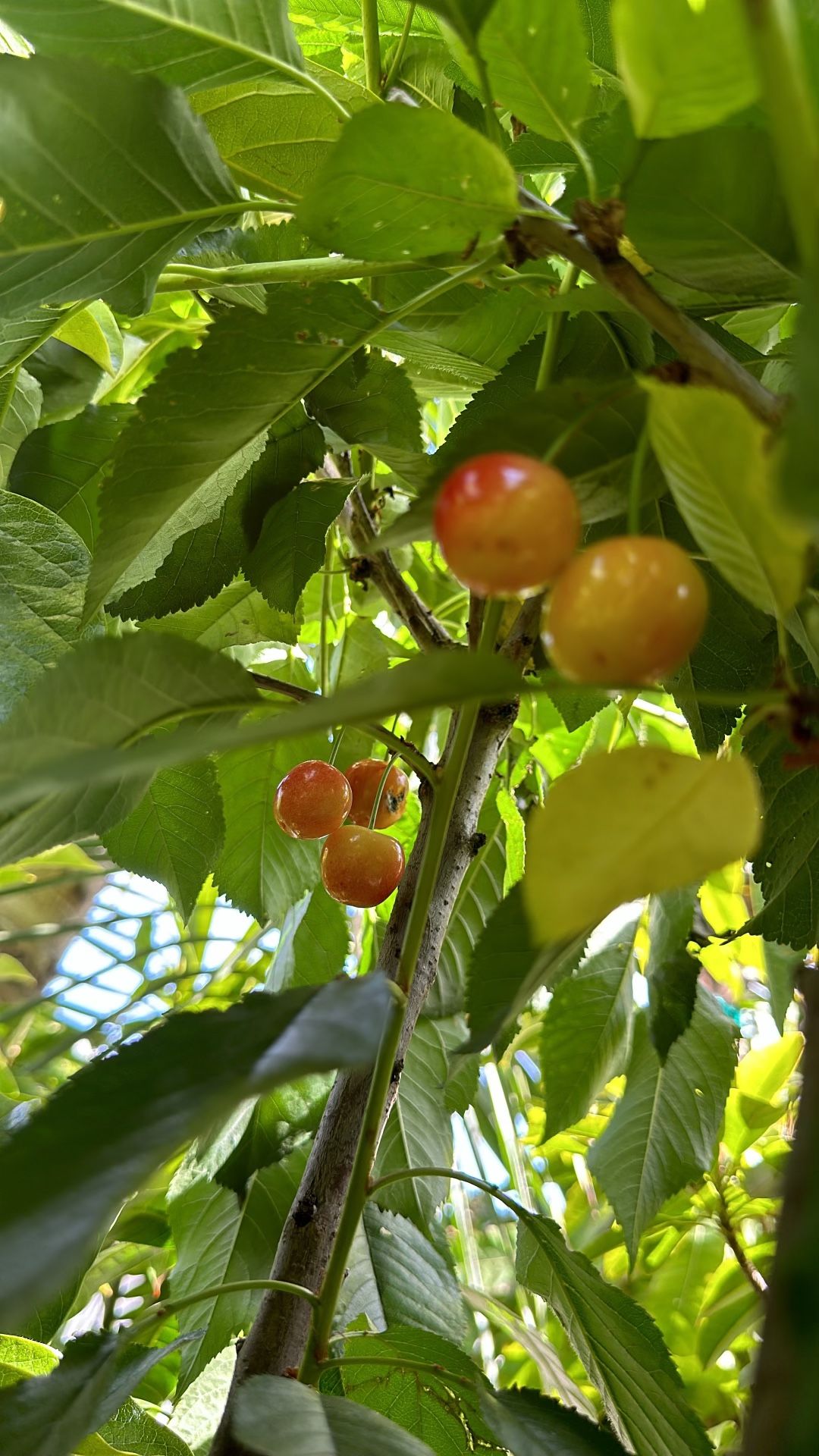 The Best Fruit Trees In San Diego We Location Linda Vista