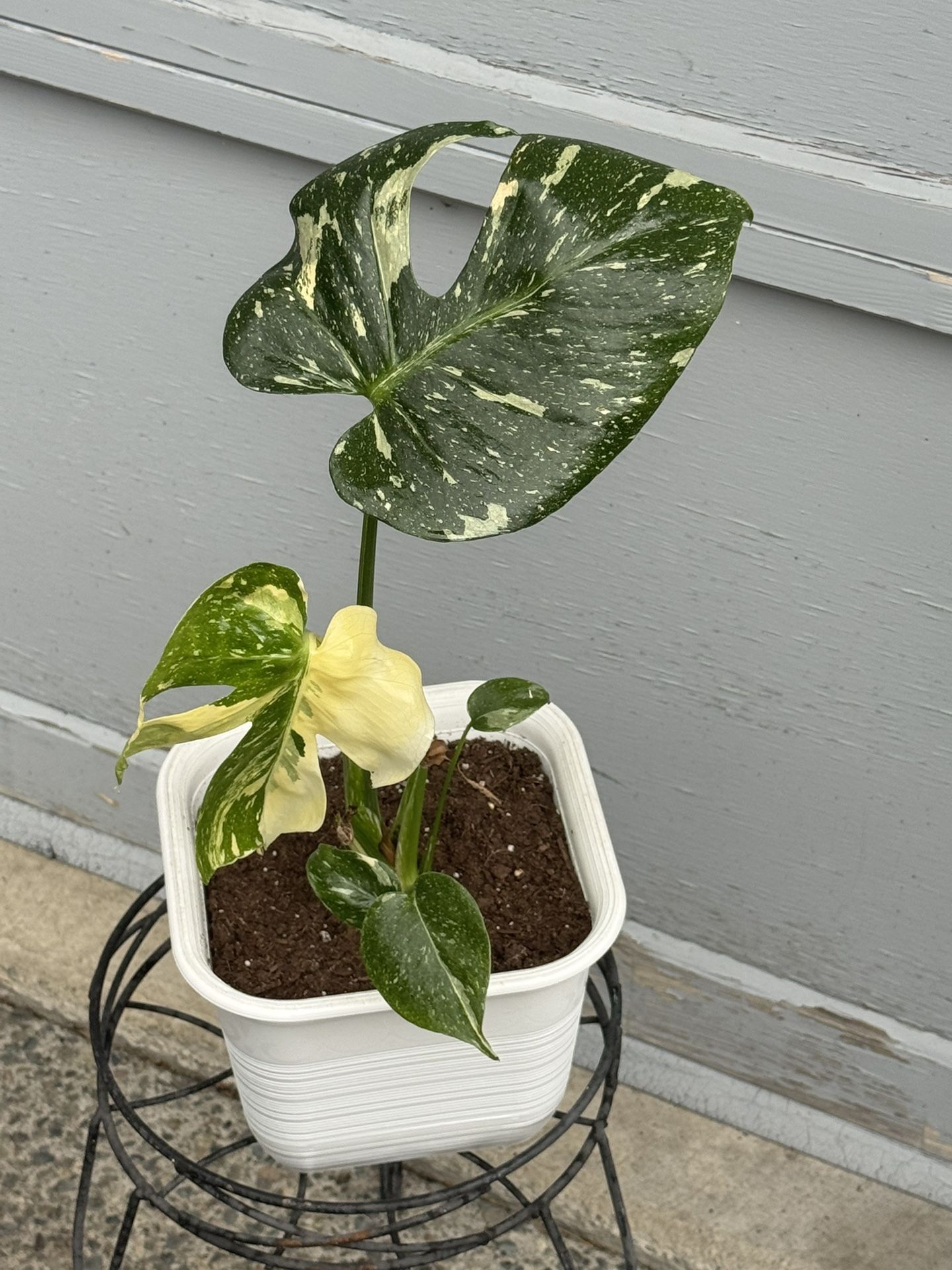 Thai Constellation Monstera