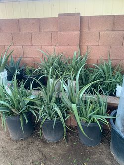 Huge mega deals on aloe Vera plants