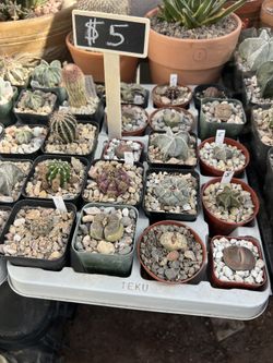 Assorted Cacti & Succulents $5+