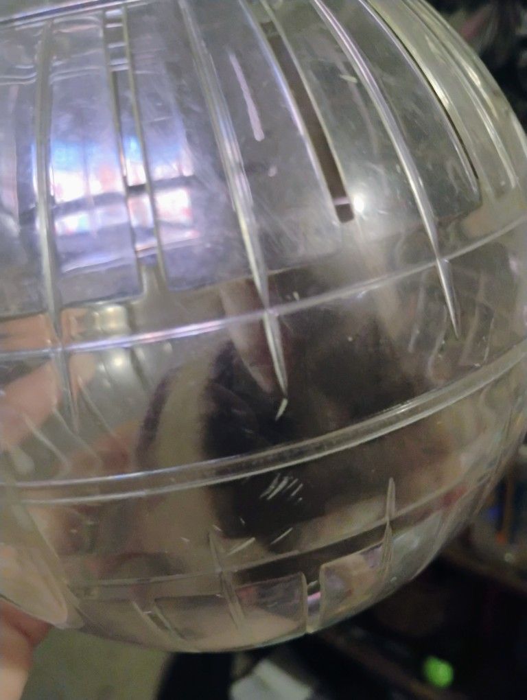 A Long Haired Teddy Bear Hamster