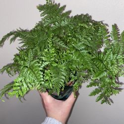 Plant Cuttings! ($3-$25 Each)