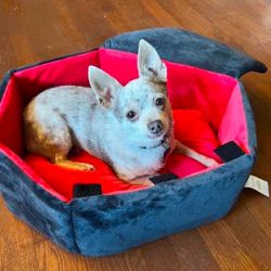 Coffin Dog Bed 