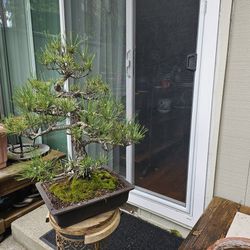 Old Bonsai Japanese black Pine