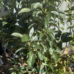 Nishikawa (cold Hardy)avocado With Flowers (3-4 Ft Tall)