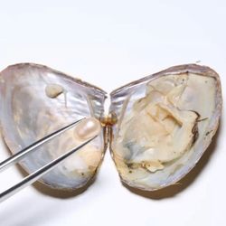 🐚Shuck Your🥽 Own SeaShells 🦪