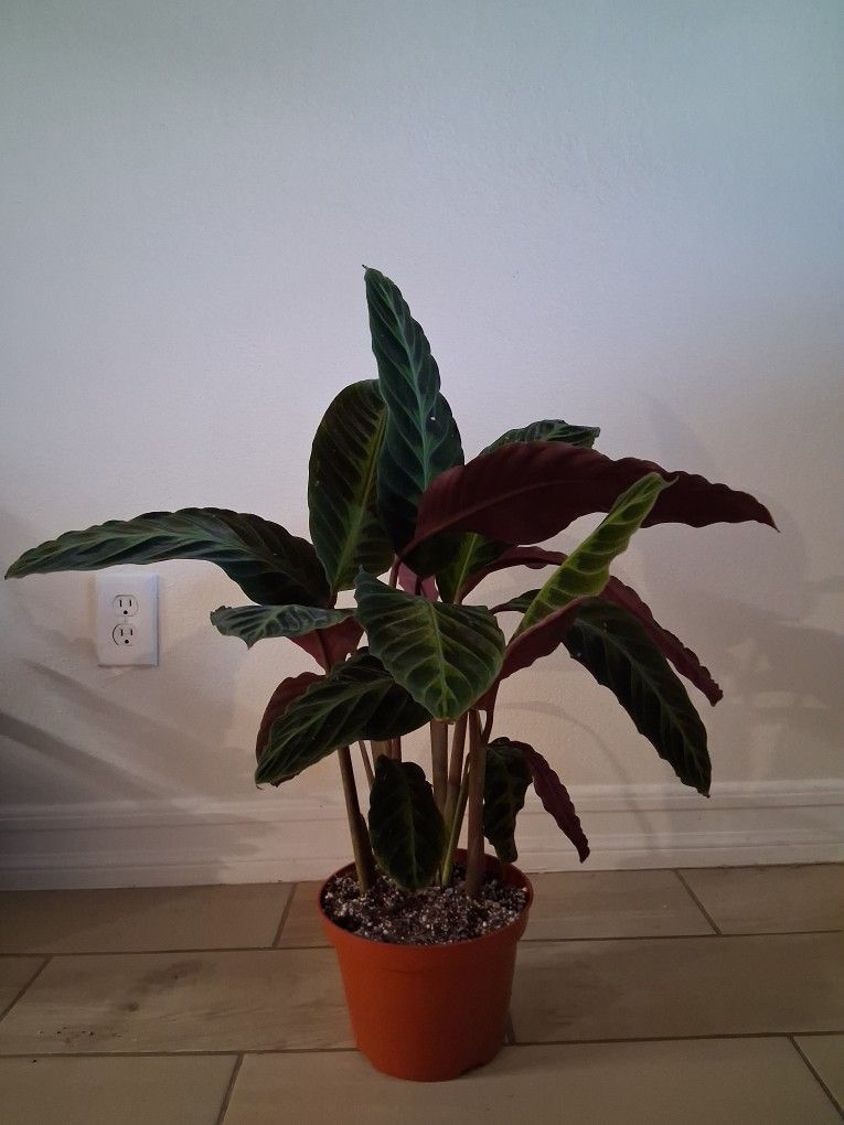 Calathea Plant 