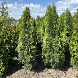 5-6’ Emerald Green Arborvitaes