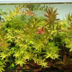 Aquarium plant Rotala green 