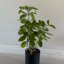 Kalanchoe Plant, Leaf Of Life, Miracle Leaf 
