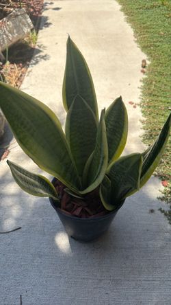 Snake Plant