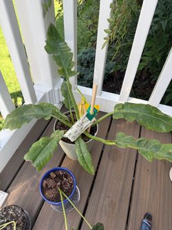 Philodendron “ ring of fire”