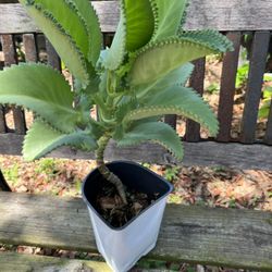 Mother Of Thousands Plant 