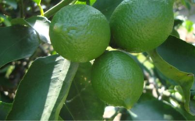 Organic   Grafted   Lime  Tree